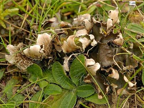 uspořádané laloky (Parmelia sp.