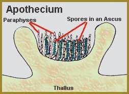 perithecium) a askolokulárního původu (pseudothecium)