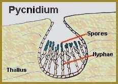 (Micarea adnata) (mykobiont) Hyphophores speciální nepohlavní struktura u lupenitých