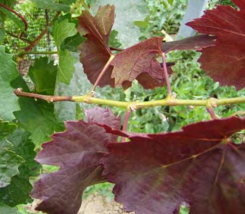 h) Ostnohřbetka ovocná (Stictocephala bisonia) Na několika lokalitách byly zjištěny výskyty poškození vrcholků letorostu révy ostnohřbetkou ovocnou (Stictocephala bisonia).