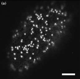 rekonstruováno po mitóze X Tabáková buňka New Phytologist 2005 165: 29 44 Funkční jednotkou GA