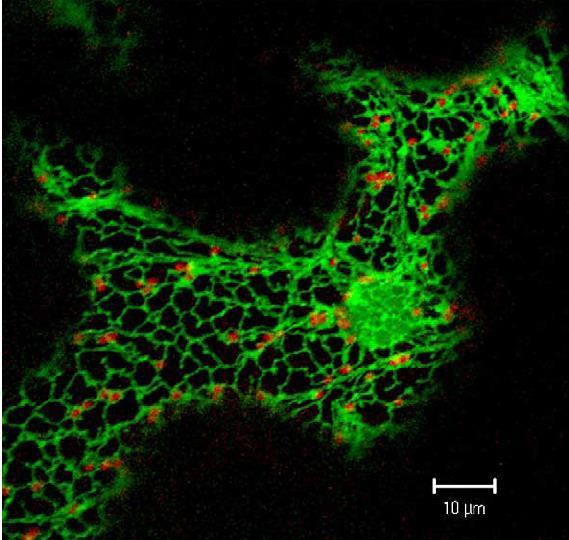 Golgiho aparát Počet diktyosomů závisí na buněčném typu a funkci: Kořenová špička