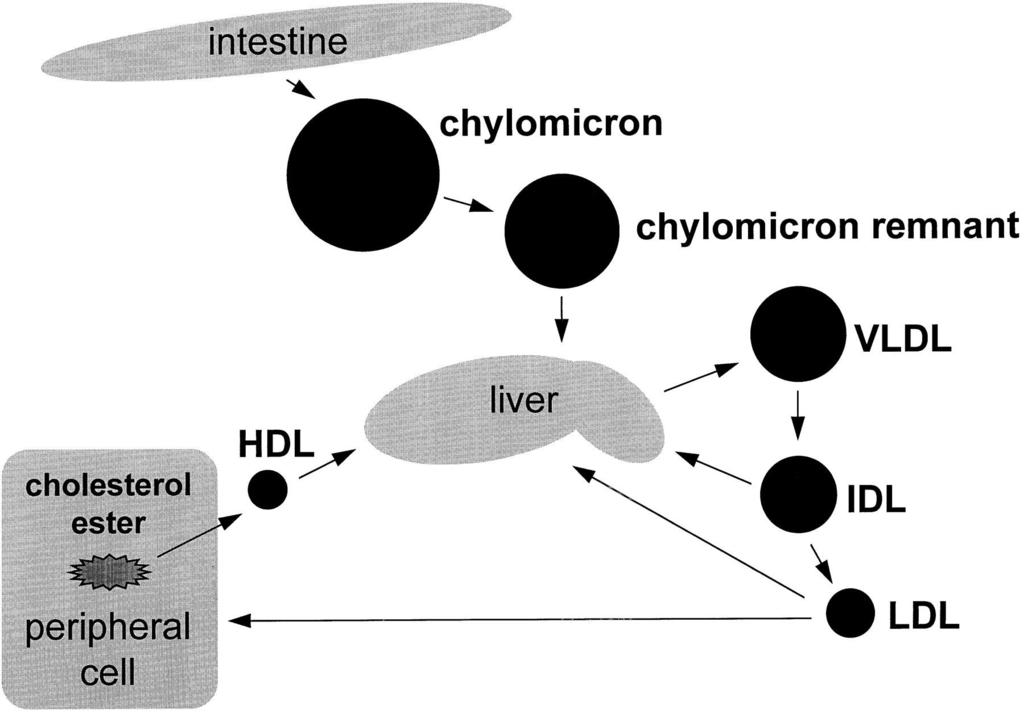 Overview of lipid metabolism. Triglycerides enter the circulation via the exogenous or endogenous pathway.