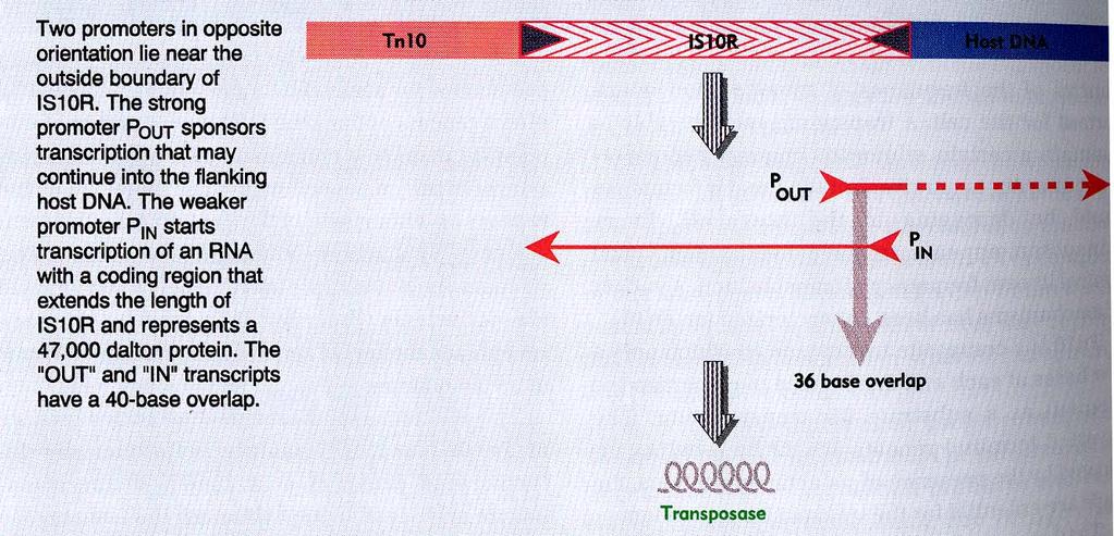 Regulace transpozice Tn10 OUT RNA (antisense)