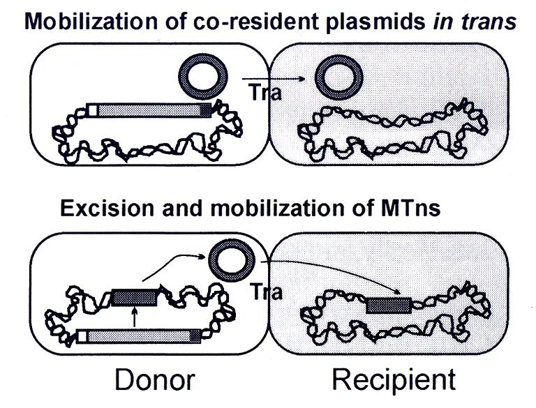 Mobilizace genetických elementů konjugativními transpozony (působení in trans) Mobilizovatelný rezidentní plazmid nese geny kódující proteiny vytvářející zlom v jeho DNA, CTn zajišťuje vytvoření
