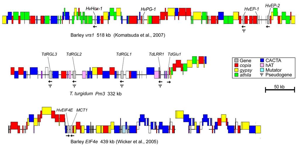Rozptýlené negenové sekvence Mobilní genetické elementy - transpozóny (DNA transpozóny a