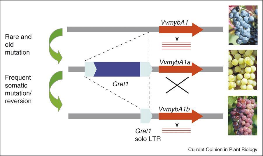 Regulace genové exprese retrotranspozóny Význam při domestikaci/šlechtění rostlin: Příklady: pomeranč: gen Ruby regulovaný inzercí copia RT (Butelli et al.