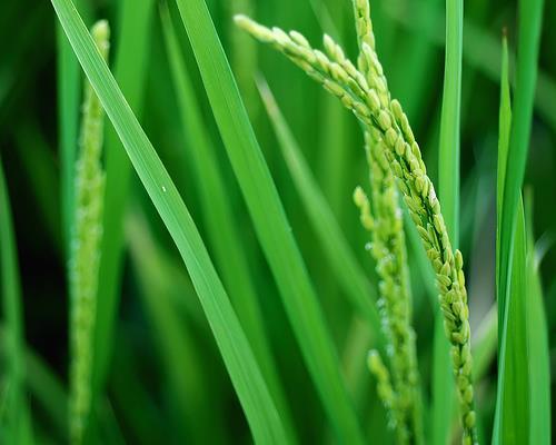 Co udělaly 3 transpozóny s genomem rýže Oryza sativa (390 Mbp)