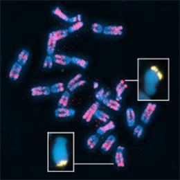 chromozómy Přídatné / nadbytečné (B)