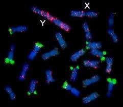 Allele phasing Strukturní chromozómovou