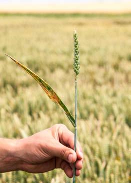 látky na listu ozimé pšenice dní po aplikaci (lab, BBCH ) Vyšší rozpustnost ve vodě vede k systémové distribuci