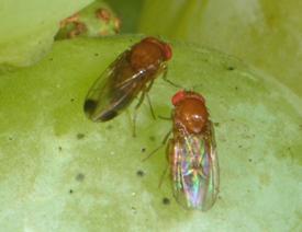 3 Octomilka Suzukiho/japonská (Drosophila suzukii) Sledujte výskyt škůdce.