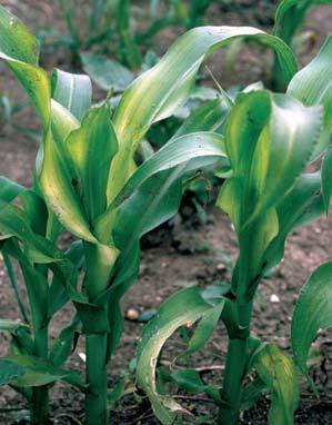 7 Nedostatek síry na rostlinách kukuřice Kukuřice má při hlubším deficitu zinku zakrnělý růst, listy na vegetačním vrcholu jsou stočené a nahloučené, stonek