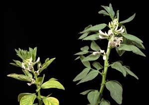 26 Příznaky nedostatku draslíku na listech sóji Hořčík má výrazný vliv na dusíkatý metabolismus. U bobovitých (Fabaceae), hraje významnou roli při fixaci vzdušného dusíku N 2.