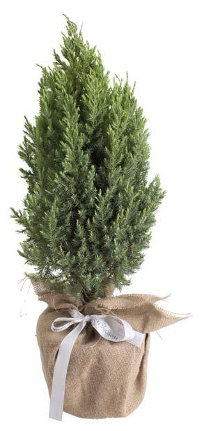 materiál: dřevo rozměr: 50 x 59