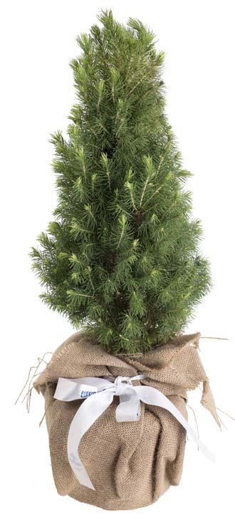 XM491700-60 619 Kč ALBERO Smrček