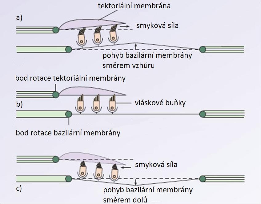 Obr. 3-1: Schematické zobrazení vzniku smykové síly mezi vláskovými buňkami a tektoriální membránou vlivem vychýlení bazilární membrány. a) smyková síla způsobená vychýlením směrem ke scala vestibuli.