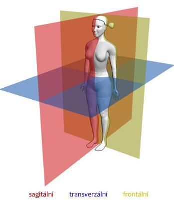 7. Anatomie lidského těla Zavedení anatomického názvosloví vyžaduje vymezení základní anatomické polohy.