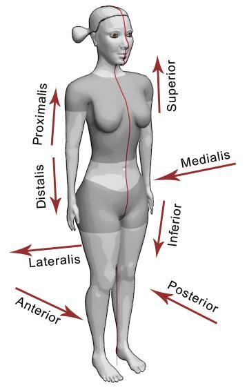 7.2 Anatomické směry Základní anatomické směry lidského těla: [1] Vertikální: na těle: kraniální (cranium-lebka) směr k hlavě kaudální (cauda-ocas) - směr k pánevnímu konci dolní -