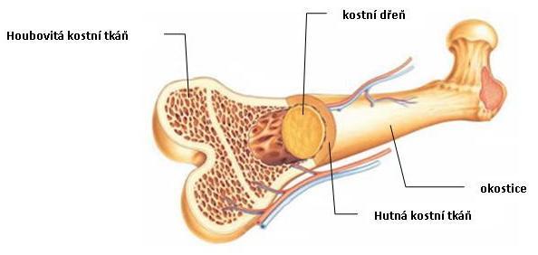 Každá kost v lidském těle je tvořena ze dvou kostních tkání. Je to tkáň hutná substantia compacta a houbovitá kostní tkáň substantia spongiosa.
