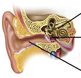 2. Teoretická část 2.1. Sluchové ústrojí 2.1.1. Anatomie ucha Orgán zajišťující vnímání zvuku je ucho (auris).