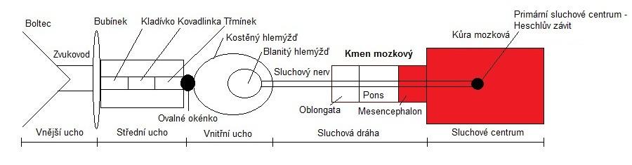 sluchových drah v mozkovém kmeni, protože potenciály nejsou ovlivněny stavy pacientů jako je například bdělost a ospalost. Obr.