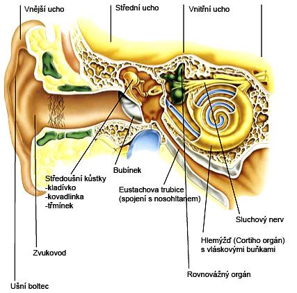 Sluch a rovnováha