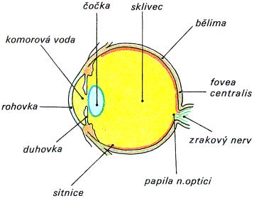 Zrak SOŠS a