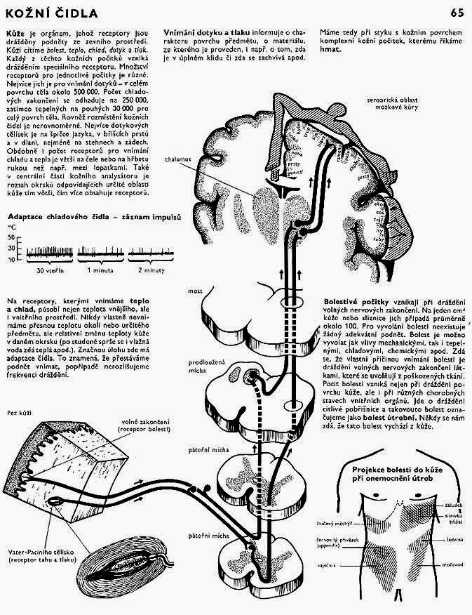 Kožní receptory SOŠS a SOU Kadaň