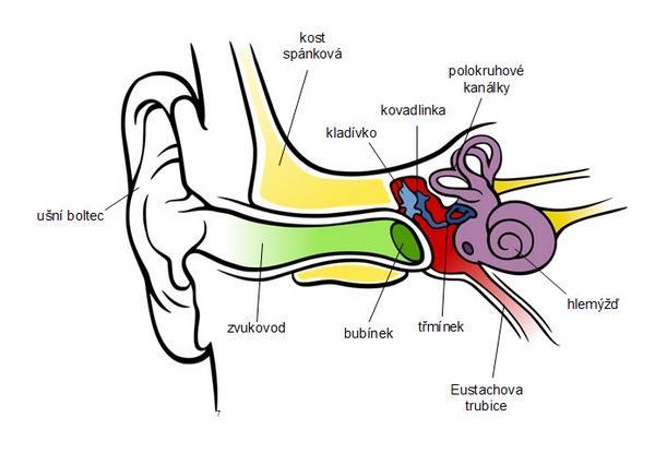 2 Anatomie a fyziologie ucha Sluchovým orgánem je míněno seskupení všech struktur v lidském organismu podílejících se na slyšení (obrázek 2.1).