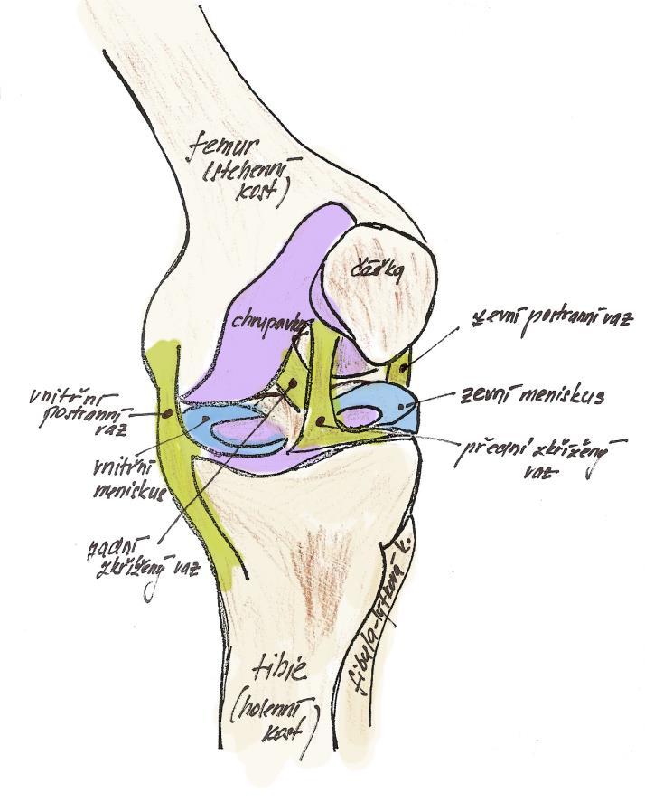 Anatomie kolena Kolenní kloub je tvořen vlastně klouby dvěma. Nosním kloubem je kloub mezi kostí stehenní (femurem) a kostí holenní. Dalším kloubem je kloub mezi čéškou a kostí stehenní.