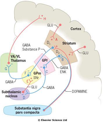 Extrapyramidální systém: schéma spojů a neurotransmiterů Předpokládaný model principiálních cest bazálních ganglií Přímá cesta ze striata do GPm a substantia nigra, pars reticulata (SNr).