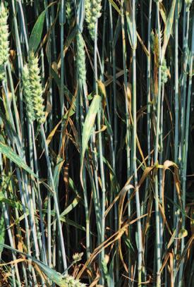 Fungicidní pokus - Selgen, Úhřetice, ozimá pšenice odr. Matylda. Vlevo neošetřená kontrola (27. 6.