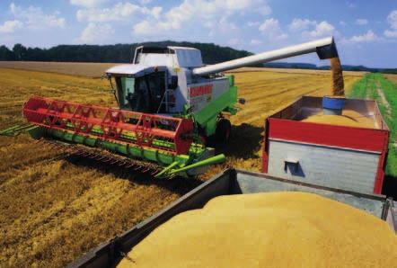 Každý rok zakládáme poloprovozní pokusy s odrůdami pšenice ozimé na 3 4 lokalitách v oblasti střední a severní Moravy.