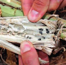 Řepka Nový fungicid BASF Hlízenka (Sclerotinia sclerotiorum)