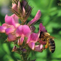 Biodiverzita Nektarodárné pásy Najde greening smysluplné uplatnění? aneb šance pro včely a přírodu Včela medonosná na vičenci obsaženém ve víceleté nektarodárné směsi.