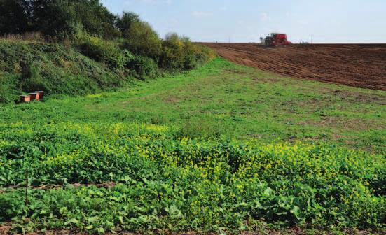 Dokvétající včelí úhor s přímo umístěnými včelstvy - příklad možného využití komplikovaně obdělávatelných okrajů pozemků v zahraničí. (Farma Marchélepot - Francie, 1. 10. 2014).