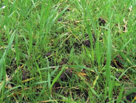 Obilniny Herbicidní ochrana Jarní ošetření ozimých obilnin proti plevelům V posledních letech význam jarního ošetření ozimých obilnin proti plevelům mírně poklesl.