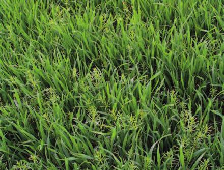 Méně často se v ČR k regulaci dvouděložných plevelů v porostech obilnin používají kontaktní listové herbicidy (bromoxynil, carfentrazone, bentazone atd.).