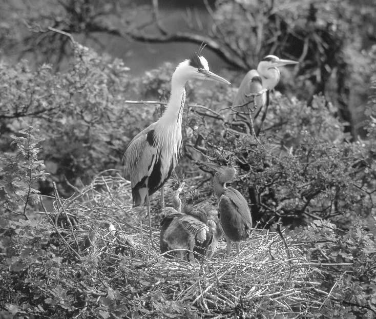 Volavka popelavá (foto Petr Macháček) Volavka popelavá (Ardea cinerea) Každoročně hnízdí na třech ostrovech. Početnost kolísala mezi 200 a 260 páry, v posledních letech jsou stavy nižší.