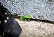 Kde kolem školy máte nejbližší přirozené mechové graffiti? 6.