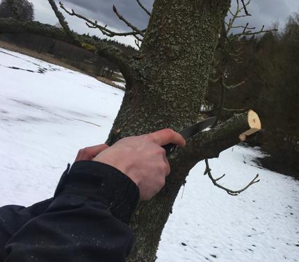 X< AKTUALITY ARBORISTICKÉ AKADEMIE Nezisková organizace Arboristická akademie ZO ČSOP KVĚTEN 2018 Konzultační arboristika ve Velké Británii Intenzivní výměna informací a zkušeností probíhá mezi