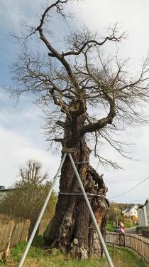 Tato akce do české arboristiky přinesla důraz na vnímání stromu jako součásti ekosystému a zahájila získávání zkušeností s péčí o stromy-veterány.