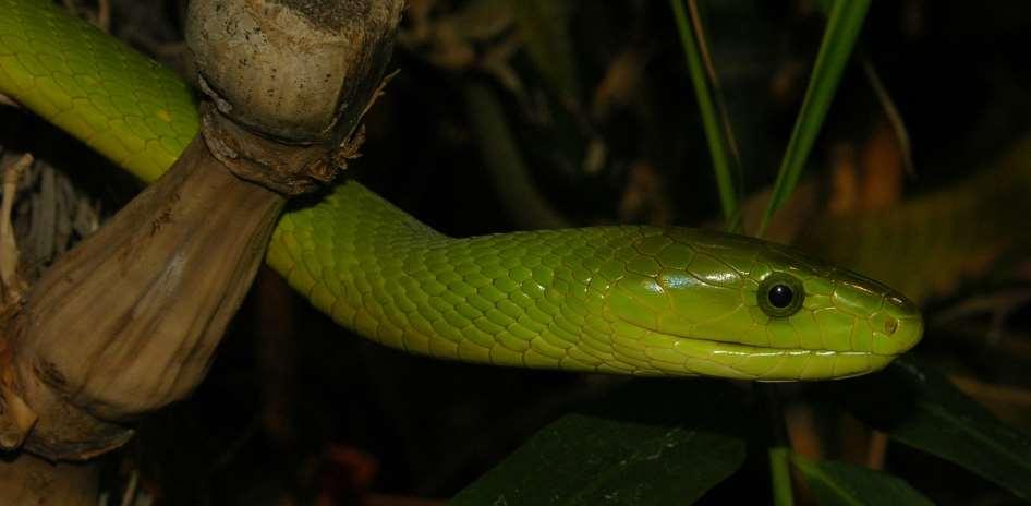 Mamba zelená Dendroaspis