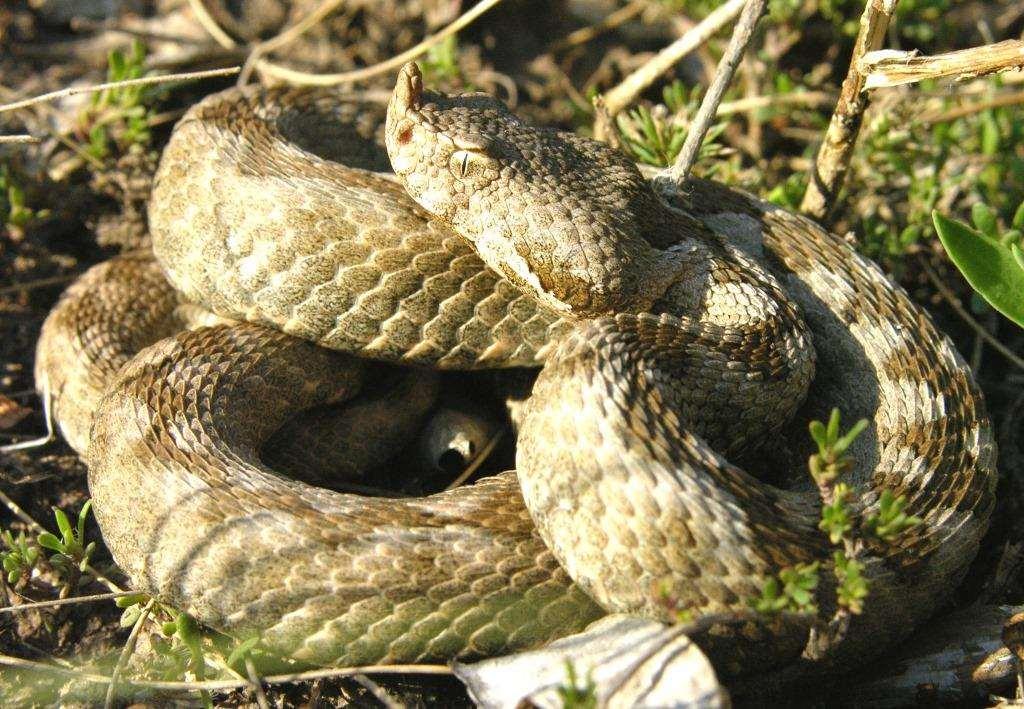 Zmije růžkatá Vipera