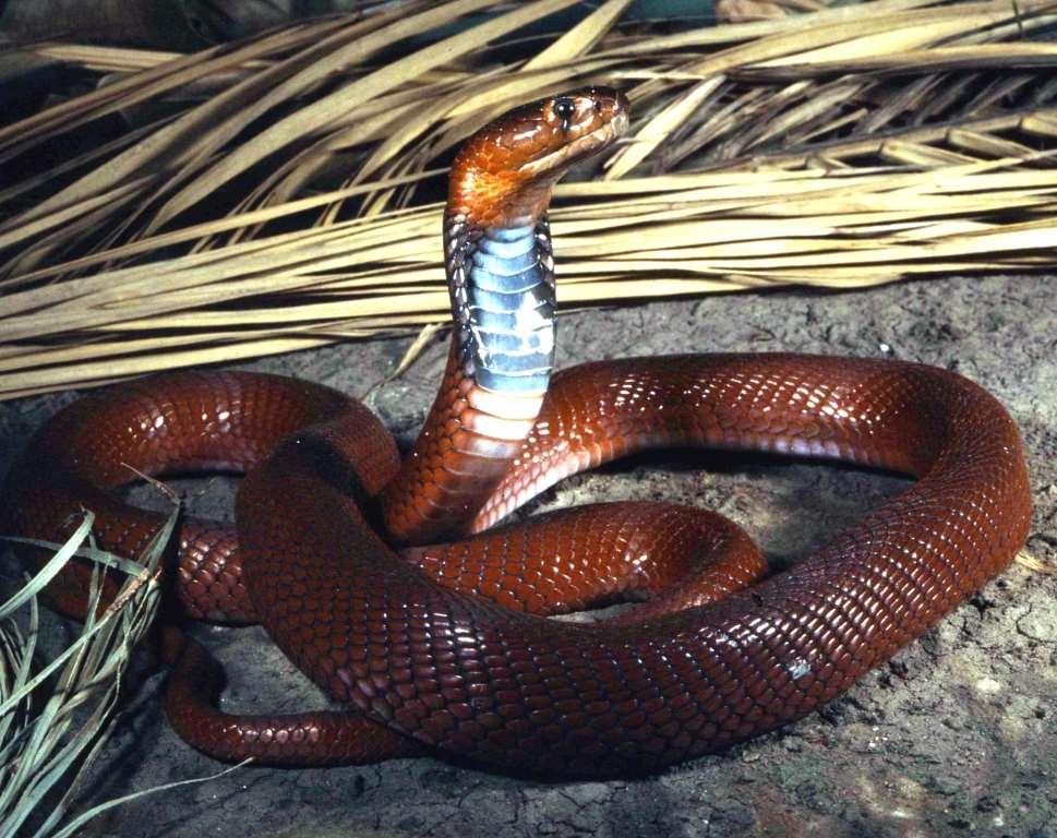 Kobra mosambická Naja