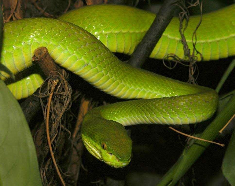 Chřestýšovec Trimeresurus