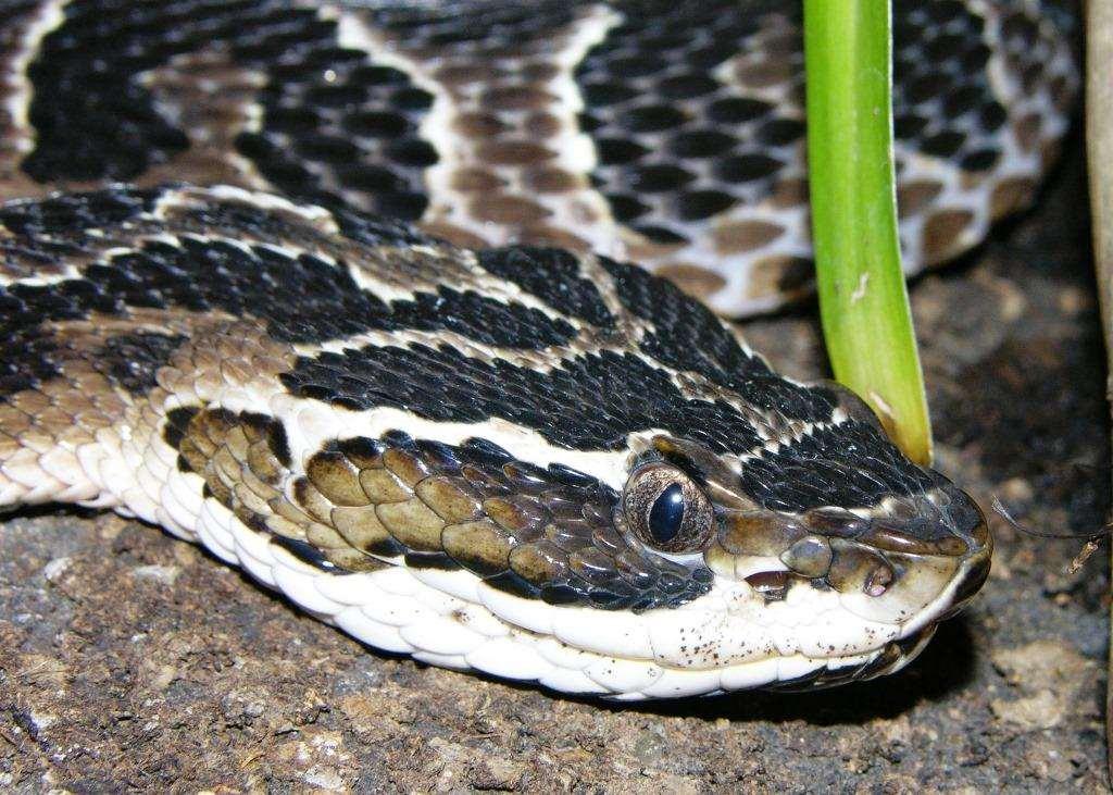 Křovinář Bothrops