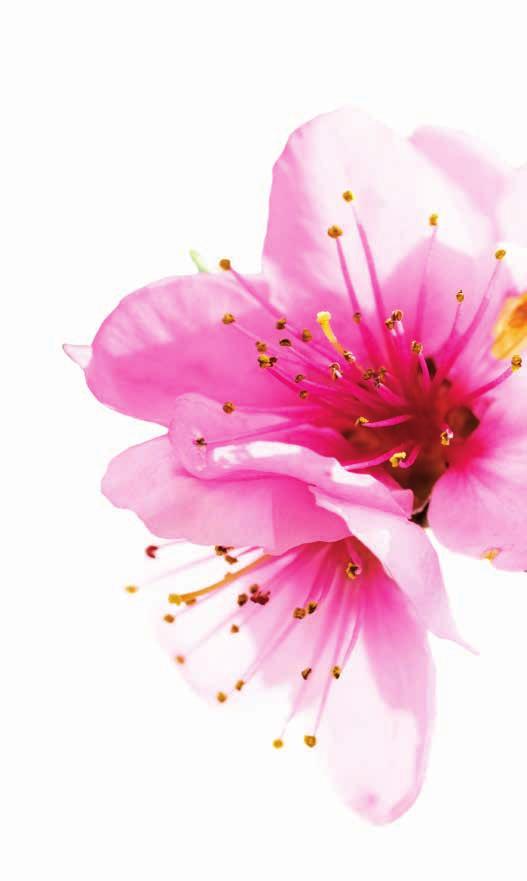 Almond oil Mandľový olej je jedným z najcennejších a najjemnejších rastlinných olejov. Získava sa lisovaním jadier krásnej mandle obyčajnej. Obsahuje vysoký podiel bioaktívnych látok.