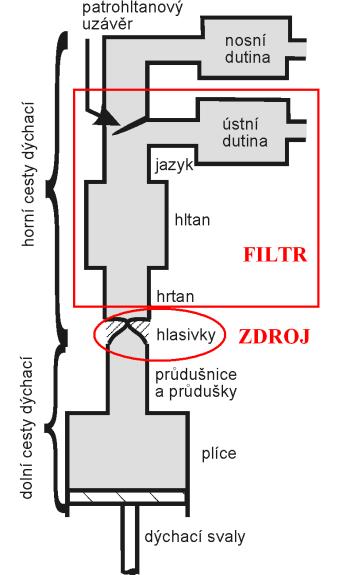 100 Hz znamená, že hlasivky se otevřou a zase zavřou 100-krát za sekundu). Takovýto zvuk je pouze prvotní a je dále modifikován rezonančními dutinami vokálního traktu (viz dále).